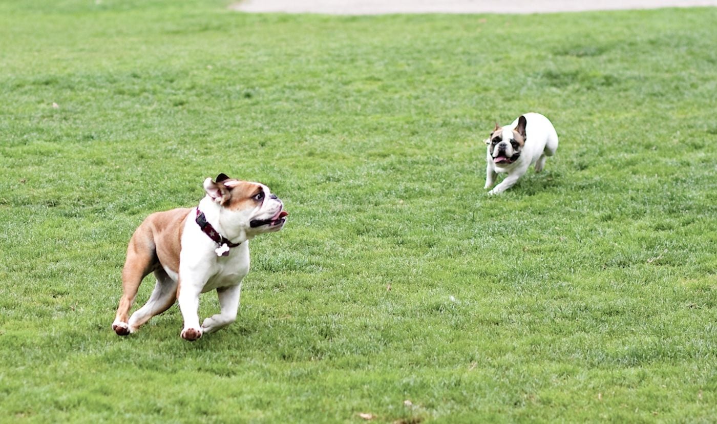 SF Board to Consider Reopening Dog Court With 61 Cases Pending