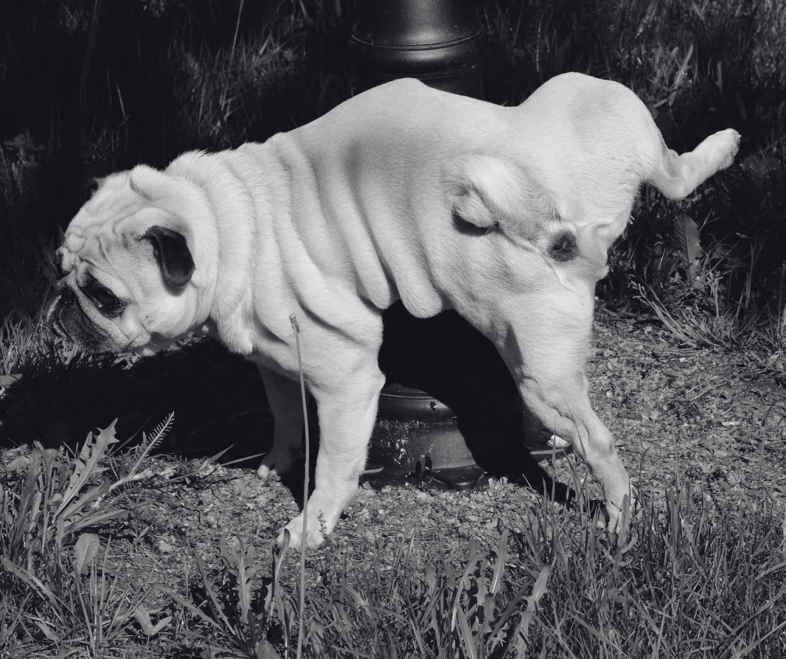 A pug lifts its leg to pee on a lamppost in a shadowy outdoor setting.