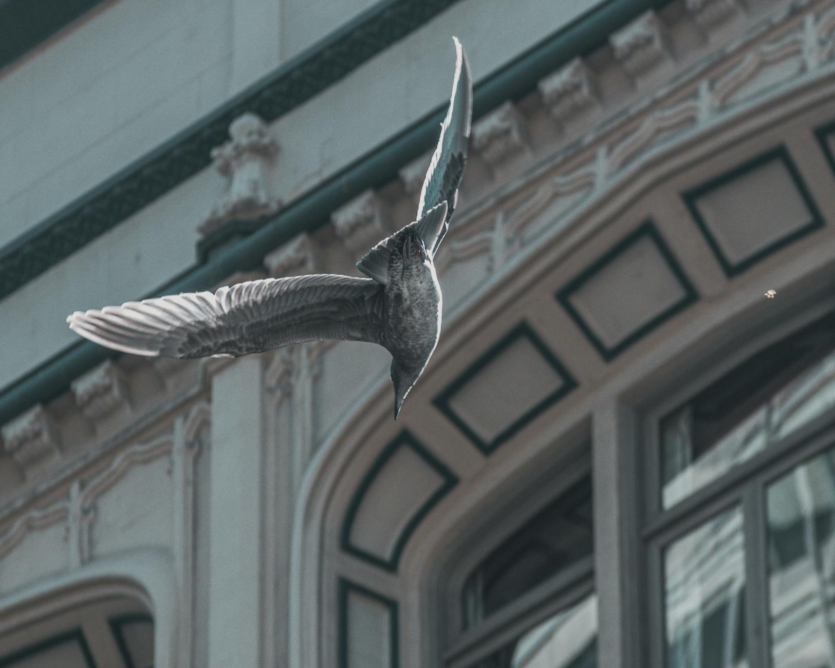 A seagull gracefully soars by a historic building in San Francisco.